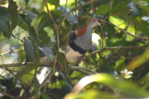 Superb Fruit-Dove (Ptilinopus superbus)